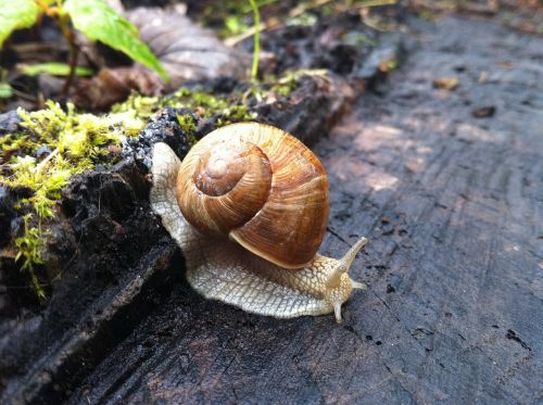 snail housing snail slowly