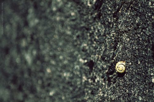 snail wall nature