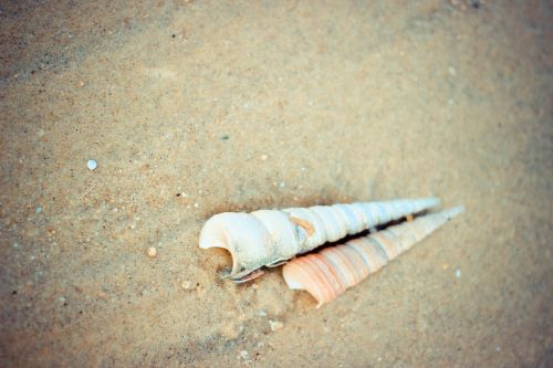 snail beach close-up