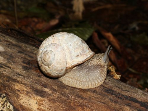 snail burgundy snail roman snail