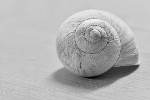 snail spiral animal