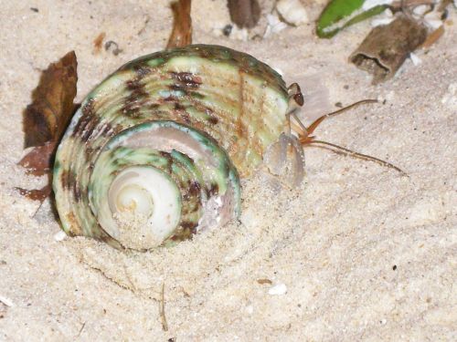 snail crab shell
