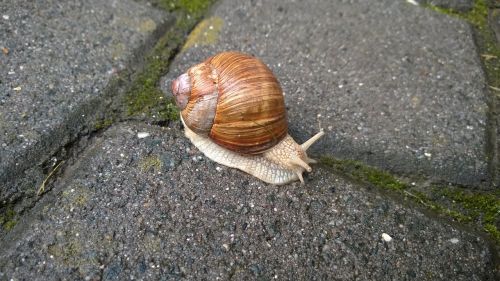 snail rest shell