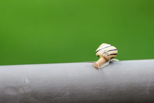 snail nature slow