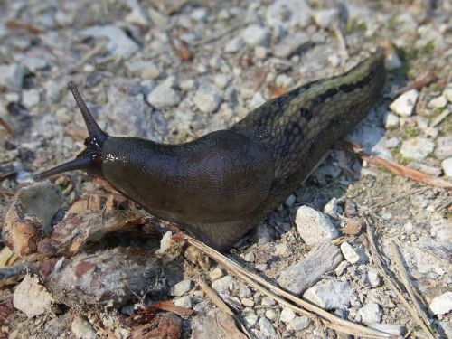 snail slug mollusk