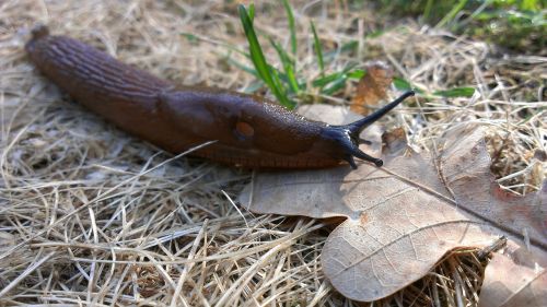 snail slug brown