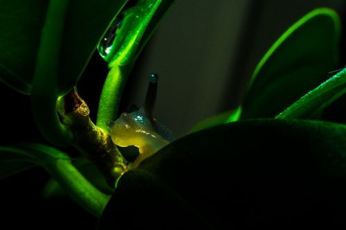snail green fluorescent
