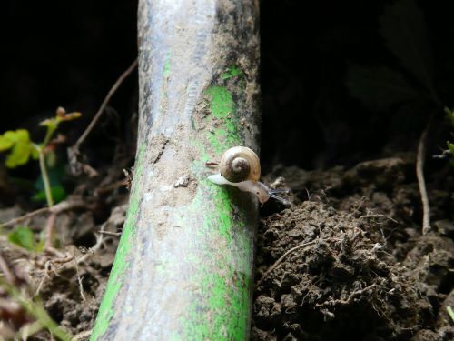 snail shell small