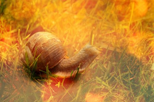 snail shell animal