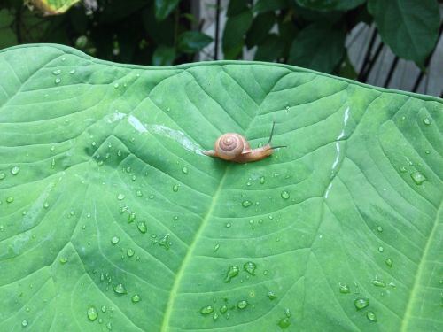 snail nature cute