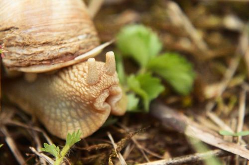 snail probe animal