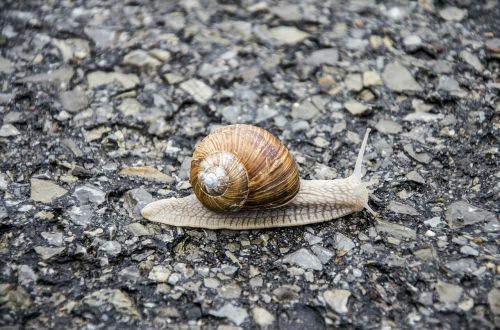 snail shell animal