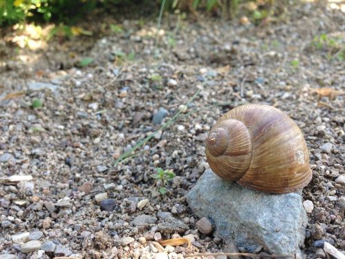 snail pebble stone