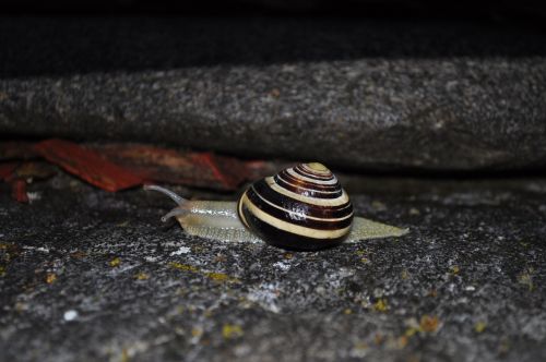 snail animal shell