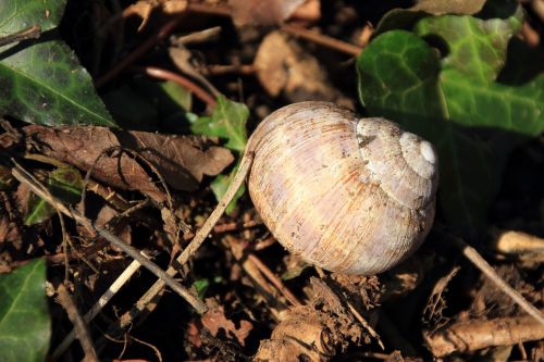 snail shell snail shell