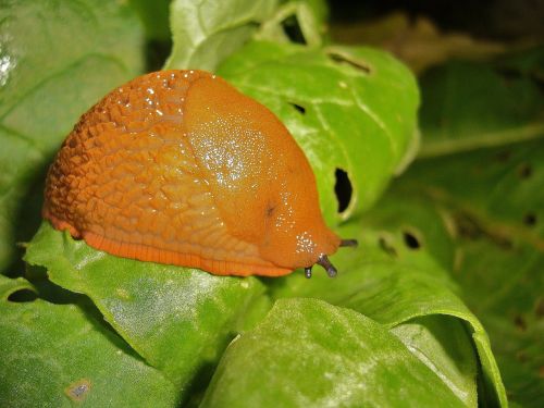 snail animals mollusk