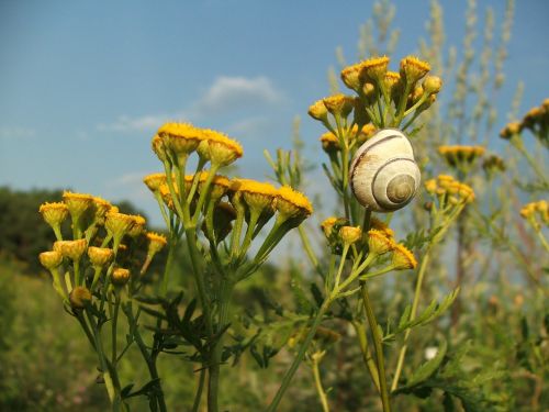 snail flowers summer
