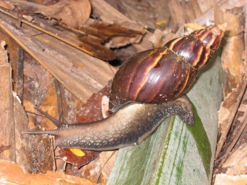 snail shell crawl