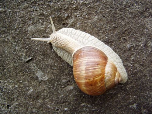 snail burgundy snail roman snail