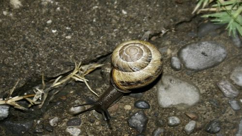 snail earth animal