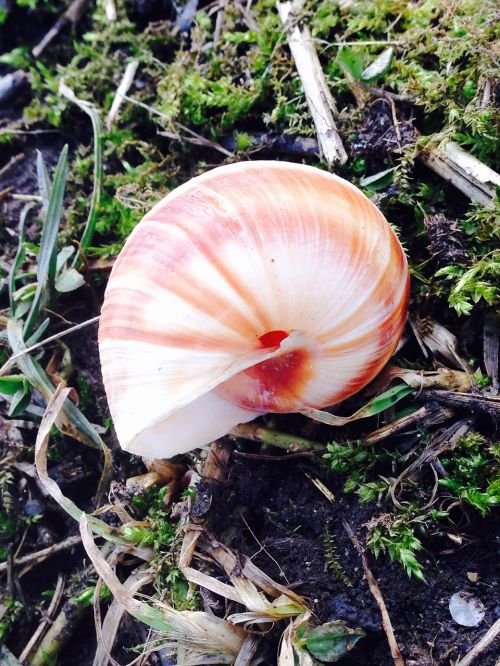 snail grape snail nature