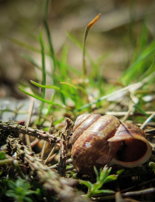 snail meadow shell