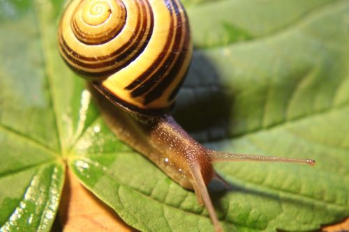 snail gastropoda molluscs