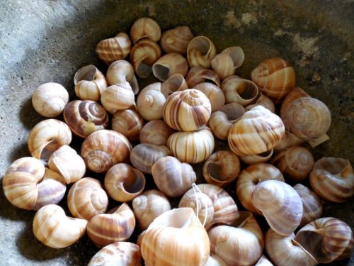 snail shells animal