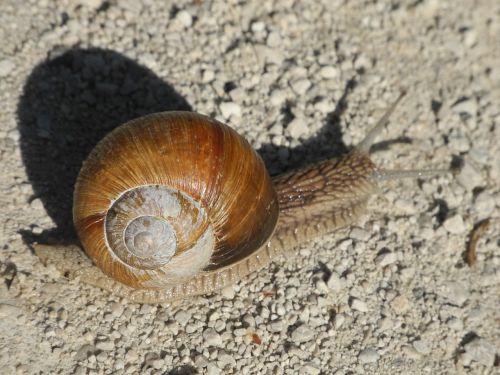 snail light and shadow brown