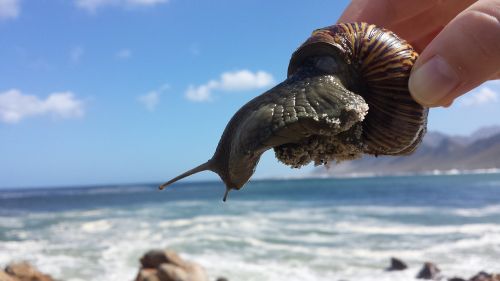 snail sea waves