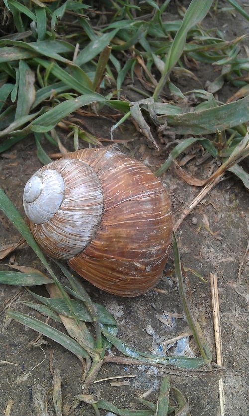 snail shell animal