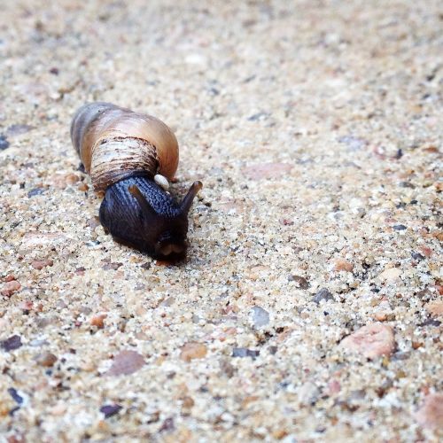 snail nature shell