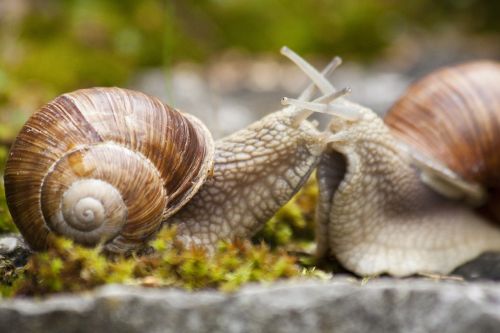 snail snails helix