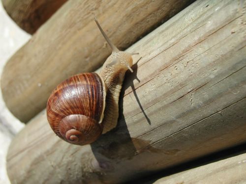 snail seashell nature