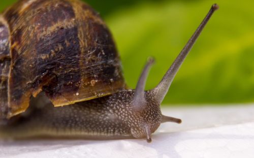 snail animal cochlea