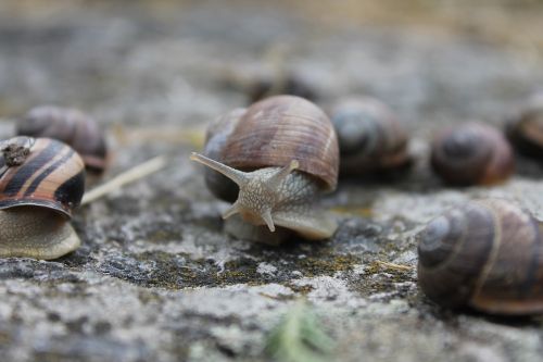 snail weird shell
