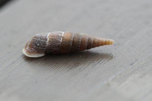 snail shell rotated