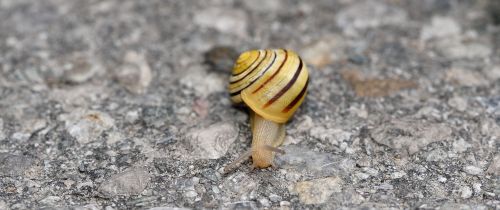 snail shell crawl