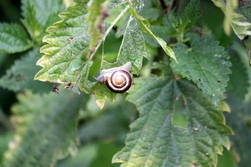 snail animal green