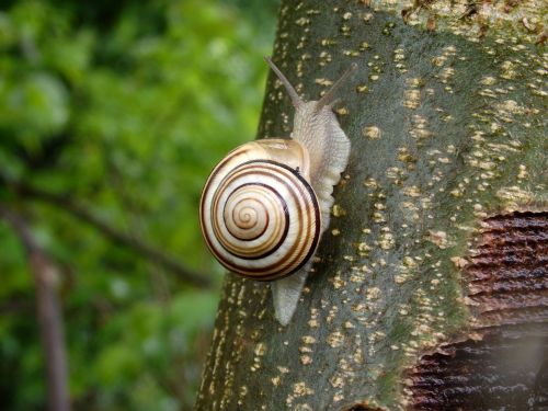 snail animal nature