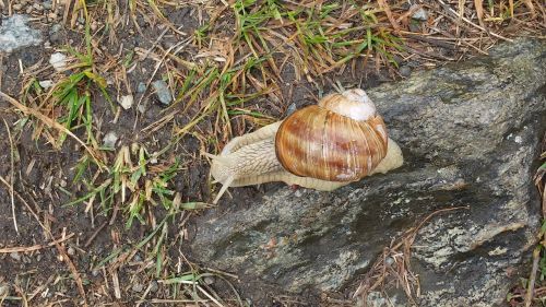 snail prado alps