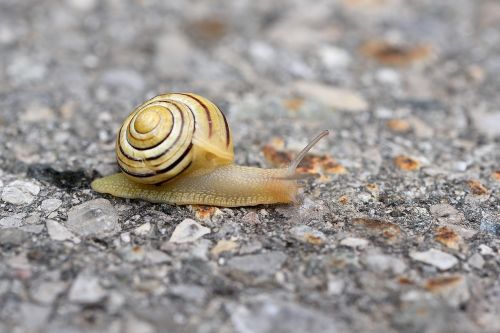 snail mollusk animal