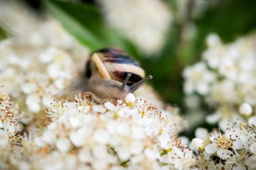 snail shell flowers
