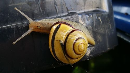 snail slimy animal