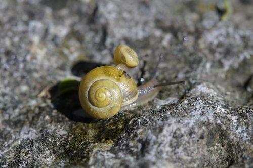 snail housing shell