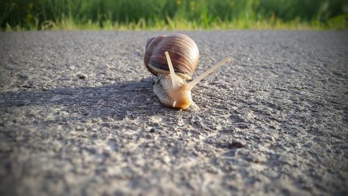 snail reptile shell