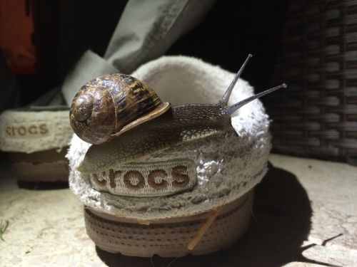 snail crocs shoe
