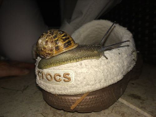 snail crocs shoe