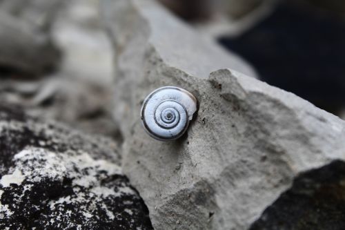 snail stone spiral