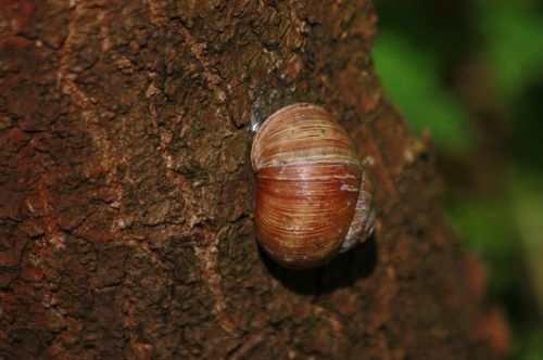 snail nature tree